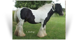 The Old Horse Of Wales